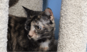 Wag of the Week (Adoption Update) Wag of the Week (Adoption Update)
