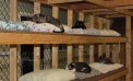 Cat Shelter in Dire Straits Cat Shelter in Dire Straits