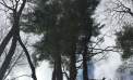 Roots and Shoots: Seeing the Tree in the Forest Roots and Shoots: Seeing the Tree in the Forest