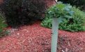 Roots and Shoots: Seedling Trees for a Greener Future Roots and Shoots: Seedling Trees for a Greener Future