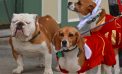 Taking Their Humans for a Walk (Photos) Taking Their Humans for a Walk (Photos)