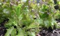 Roots and Shoots: Healthy Soil, Better Drainage Roots and Shoots: Healthy Soil, Better Drainage