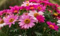 Plant Sales Plant Sales