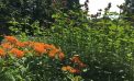 Roots and Shoots: Creating a Flower Forest Garden Roots and Shoots: Creating a Flower Forest Garden