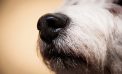 Sniffing Out Invasive Species Sniffing Out Invasive Species