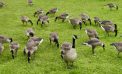 Beacon Geese Get Reprieve — For Now Beacon Geese Get Reprieve — For Now