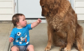 Baby and Dog Baby and Dog