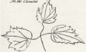 Roots and Shoots: Native Plants from Past to Present Roots and Shoots: Native Plants from Past to Present