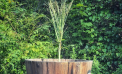 Roots and Shoots: Your Questions Answered Roots and Shoots: Your Questions Answered