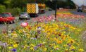 Letter: Creating Meadows Letter: Creating Meadows