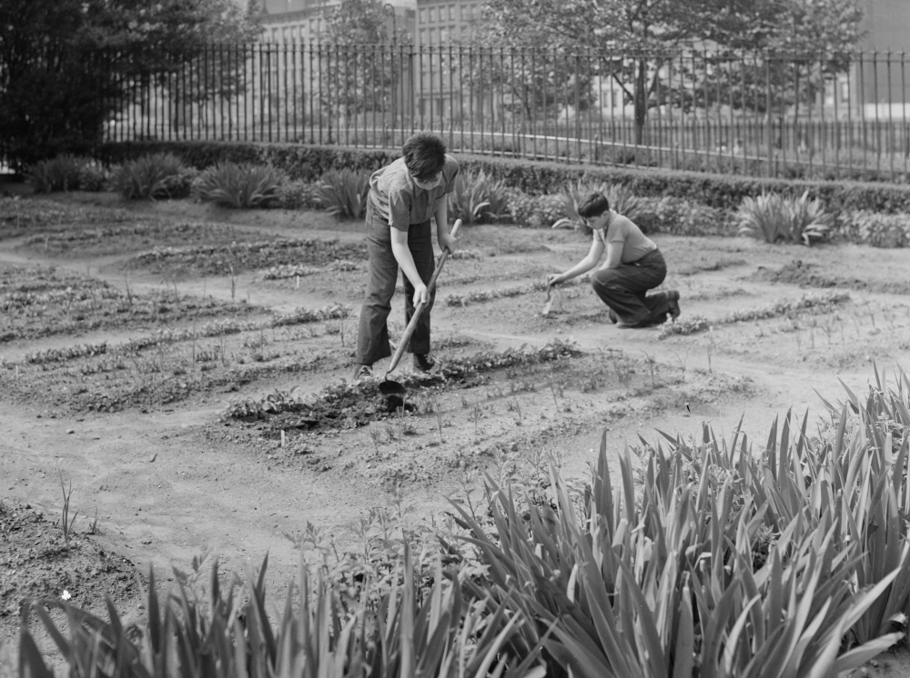 victory garden