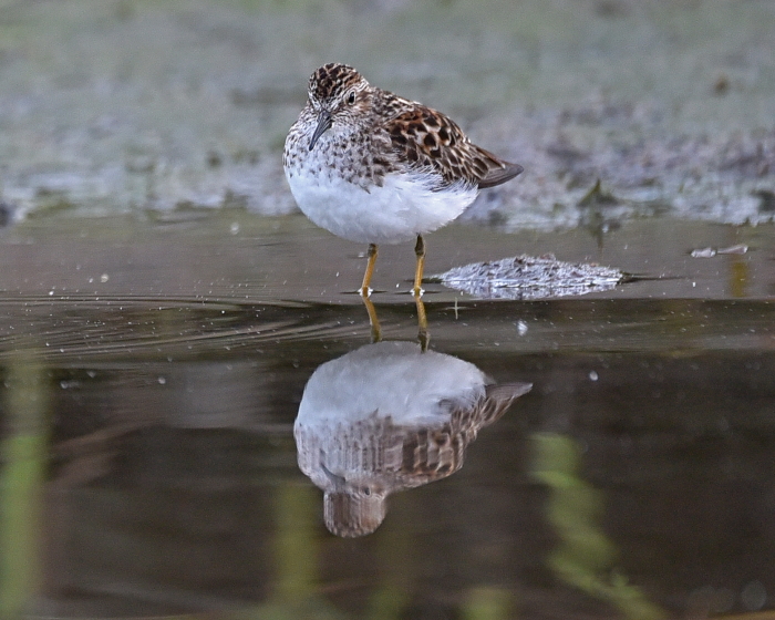 Least sandpiper