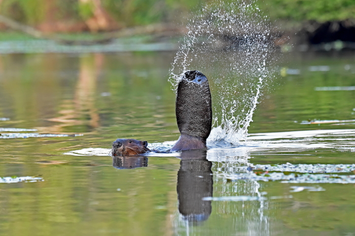 Beaver