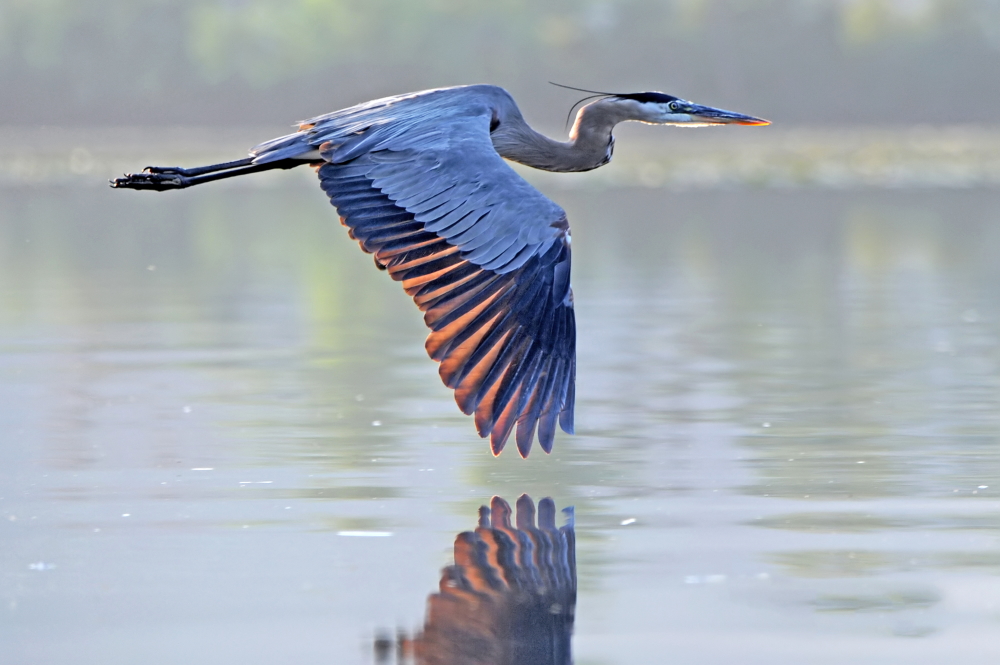 great blue heron