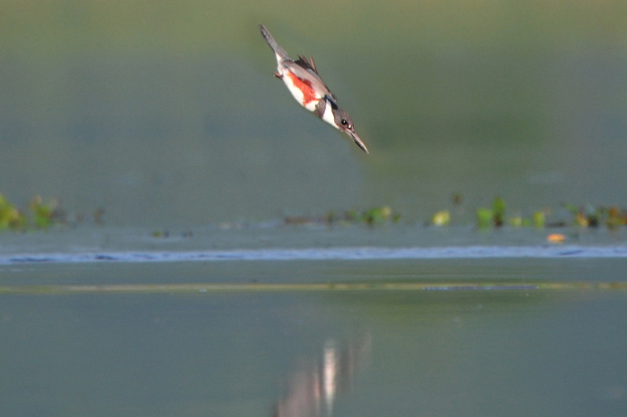 Belted kingfisher