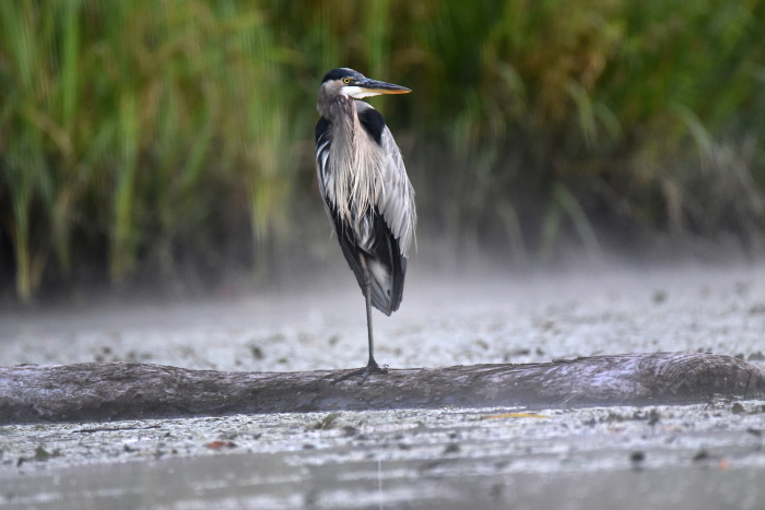 Great blue heron