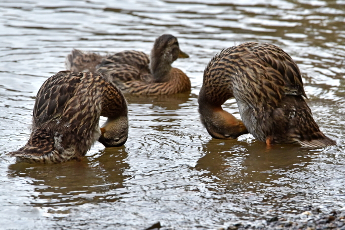 Mallard duck with two ducklings