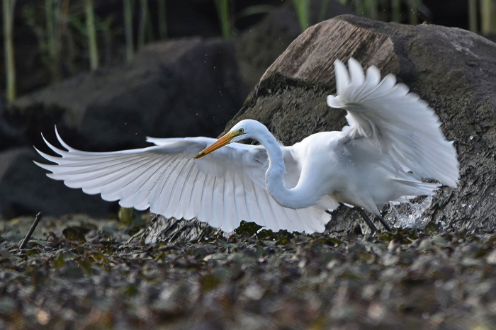 Great egret