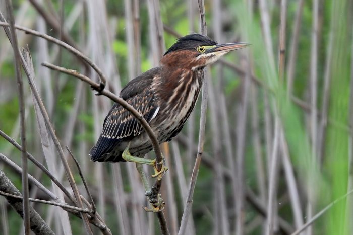 A young green heron