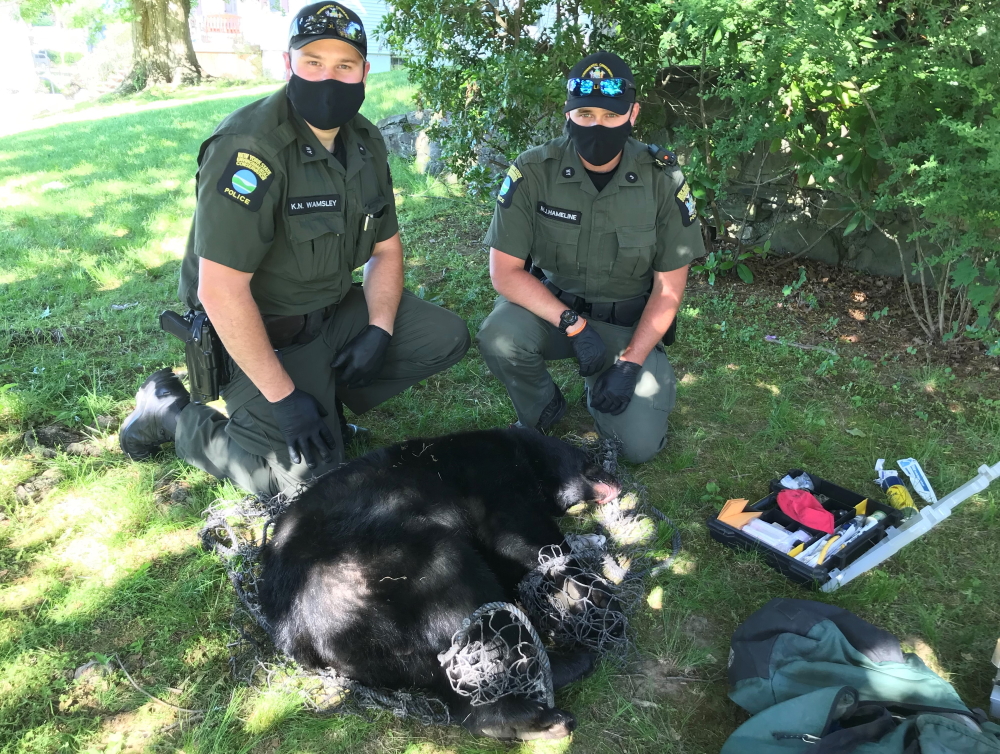 bear in beacon