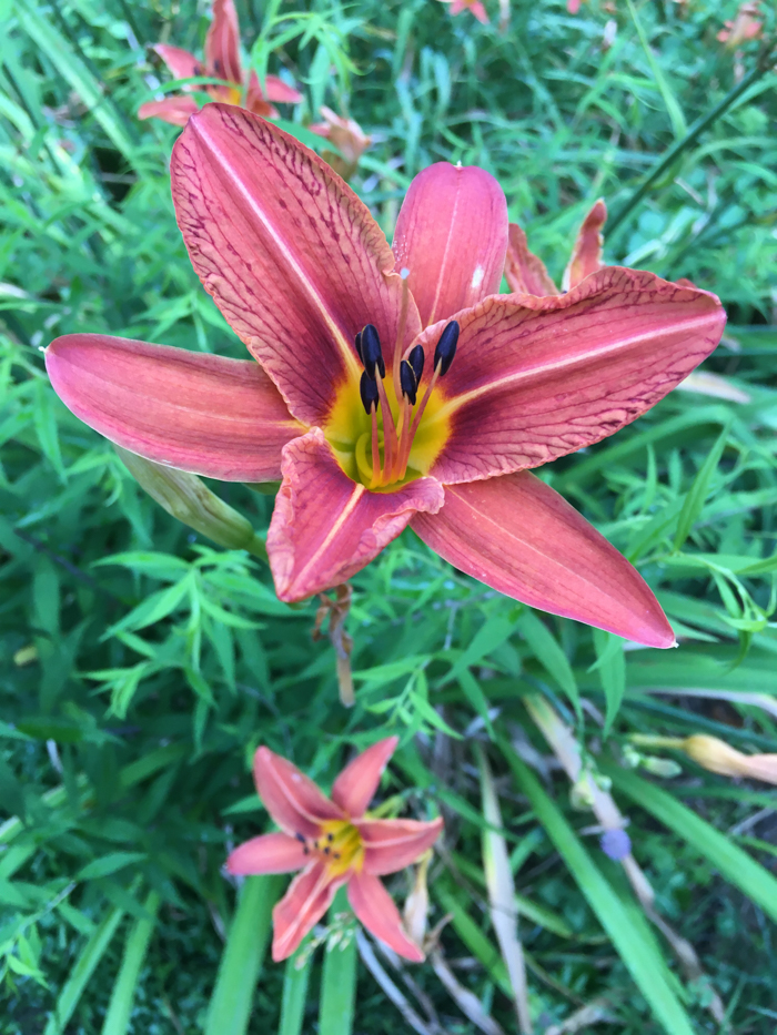 daylillies