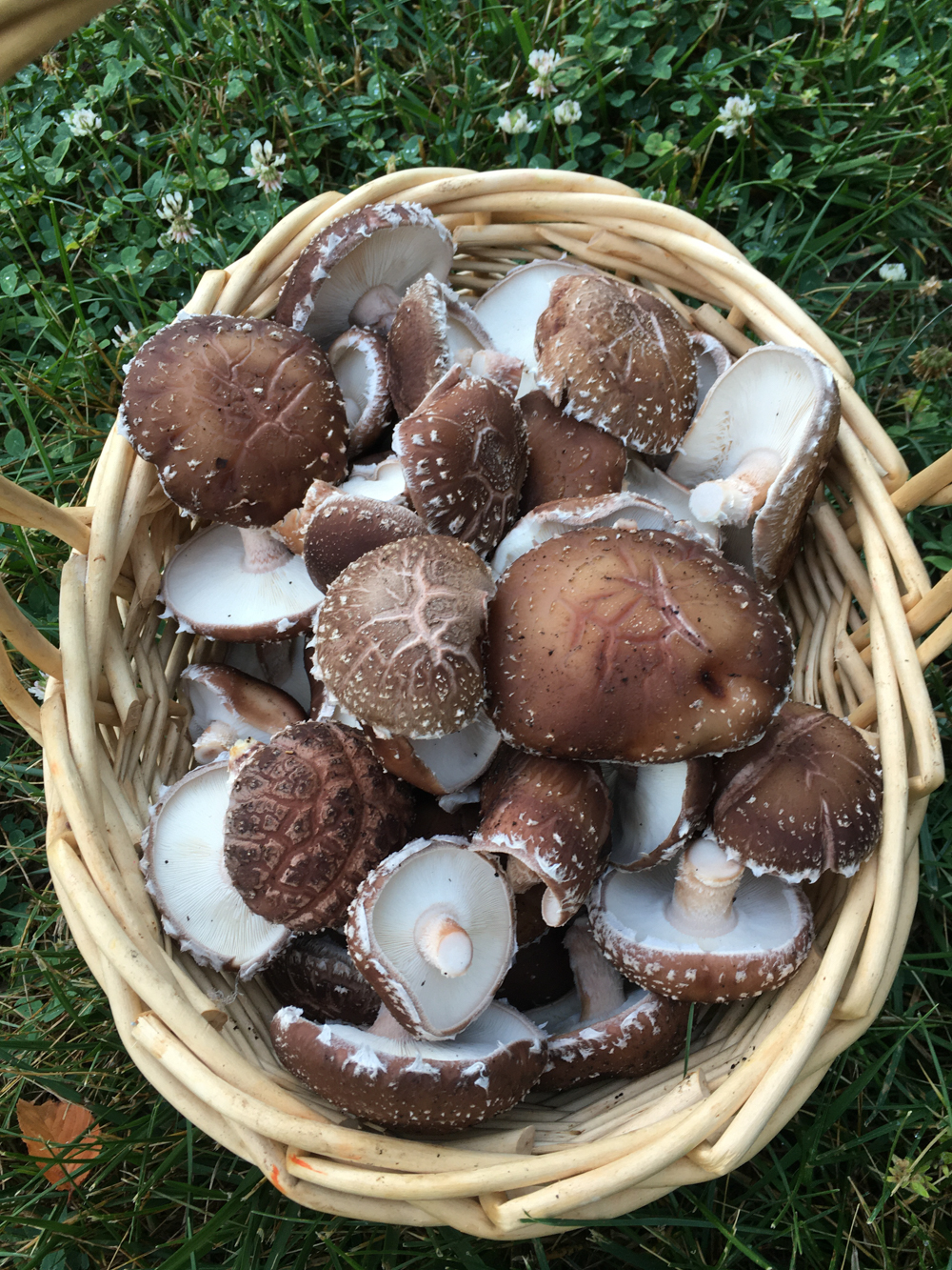 shitake mushrooms in basket