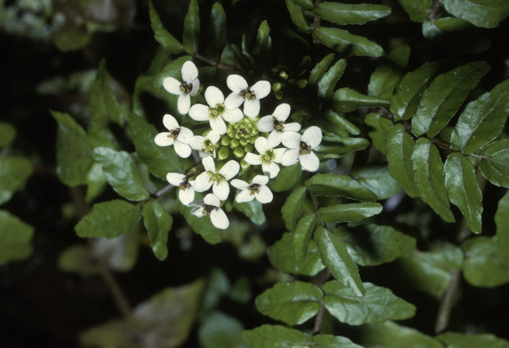 Watercress