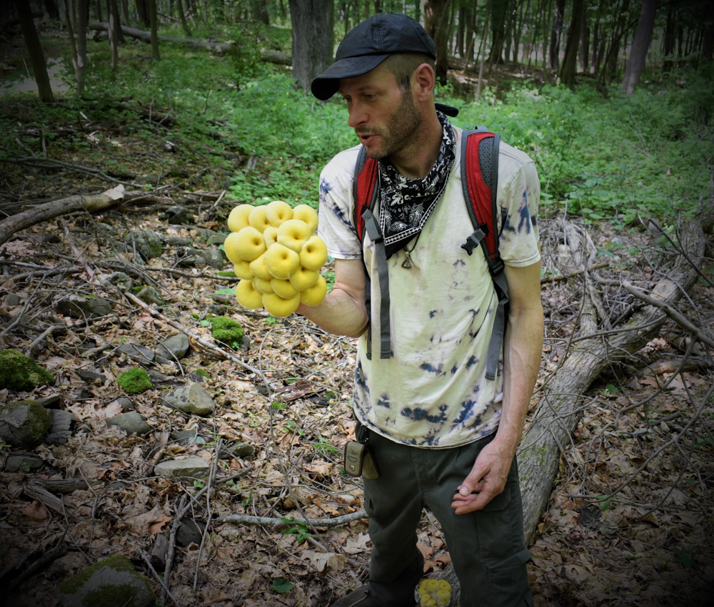 James O’Neill with foraged golden oyster mushrooms