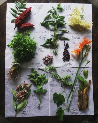 A sampling of foraged foods