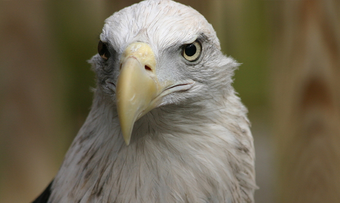 Eagle