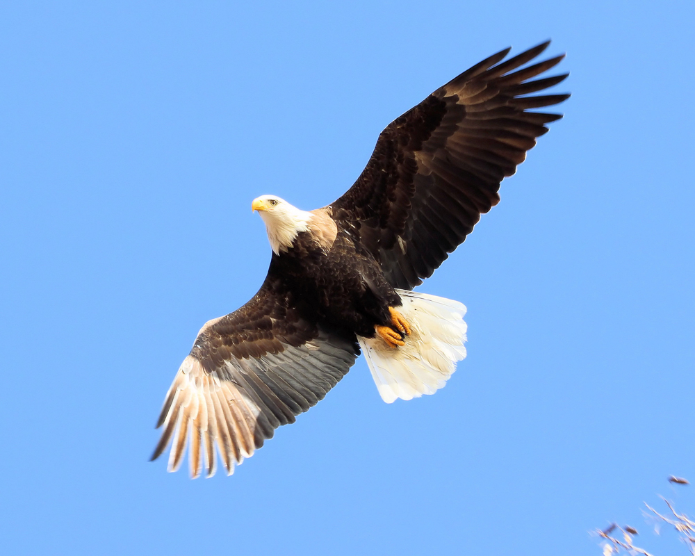 Bald eagle