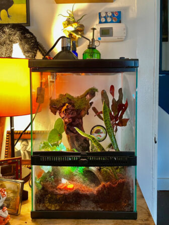 The terrarium