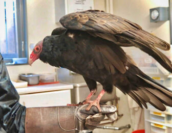 A visit with a turkey vulture