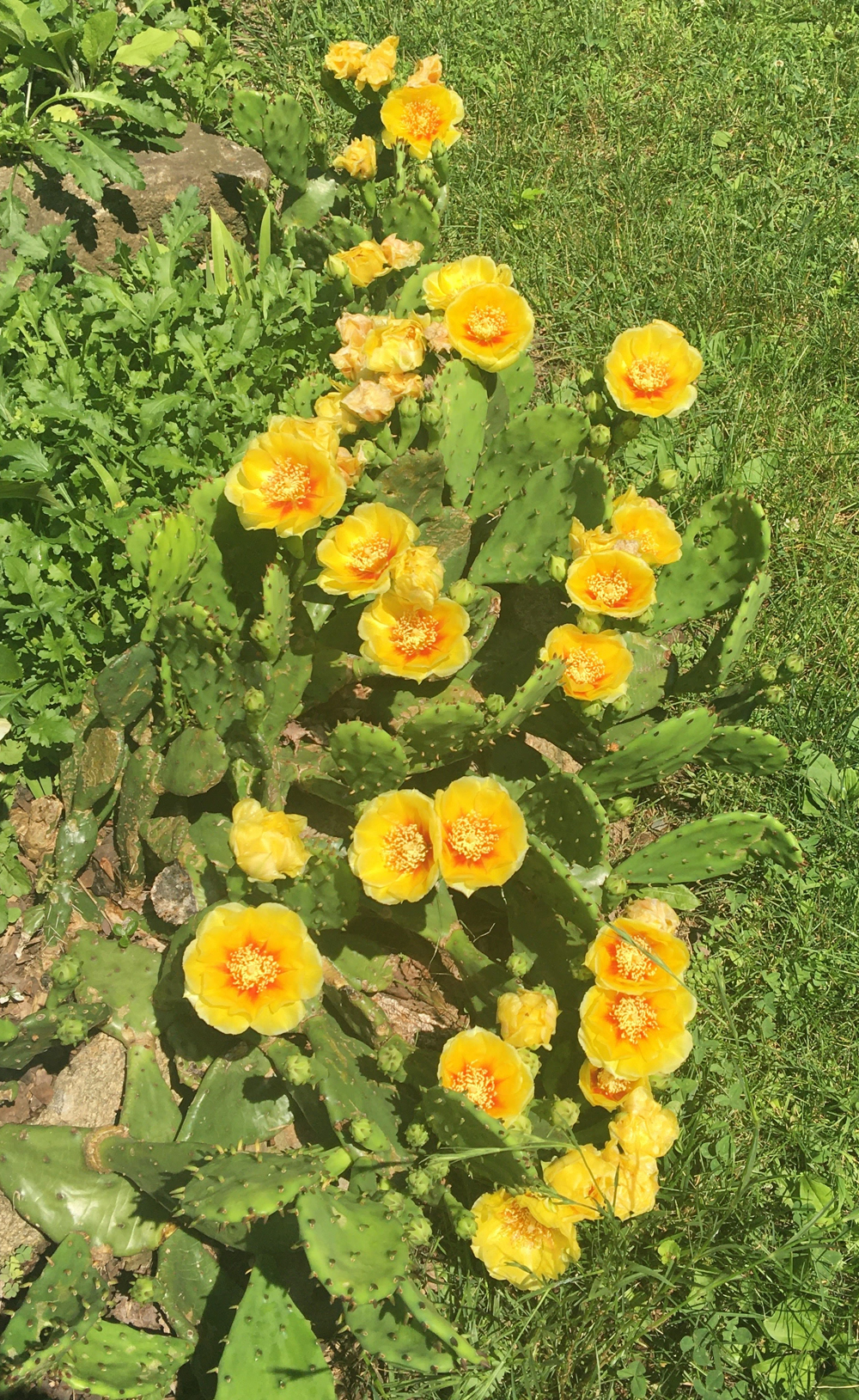 Eastern prickly pear