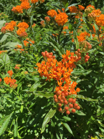 Butterfly weed