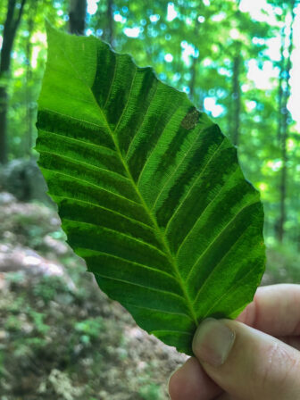 beech leaf disease