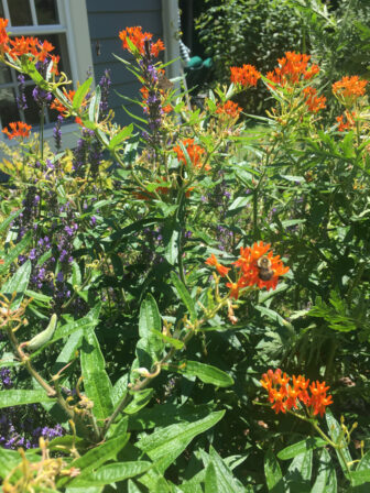 Butterfly weed and lavender