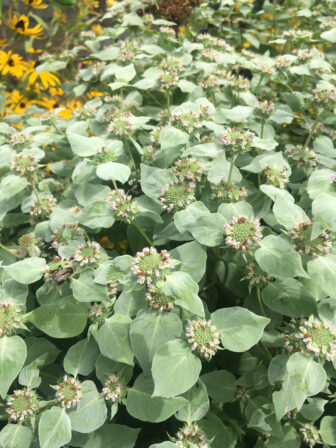 mountain mint