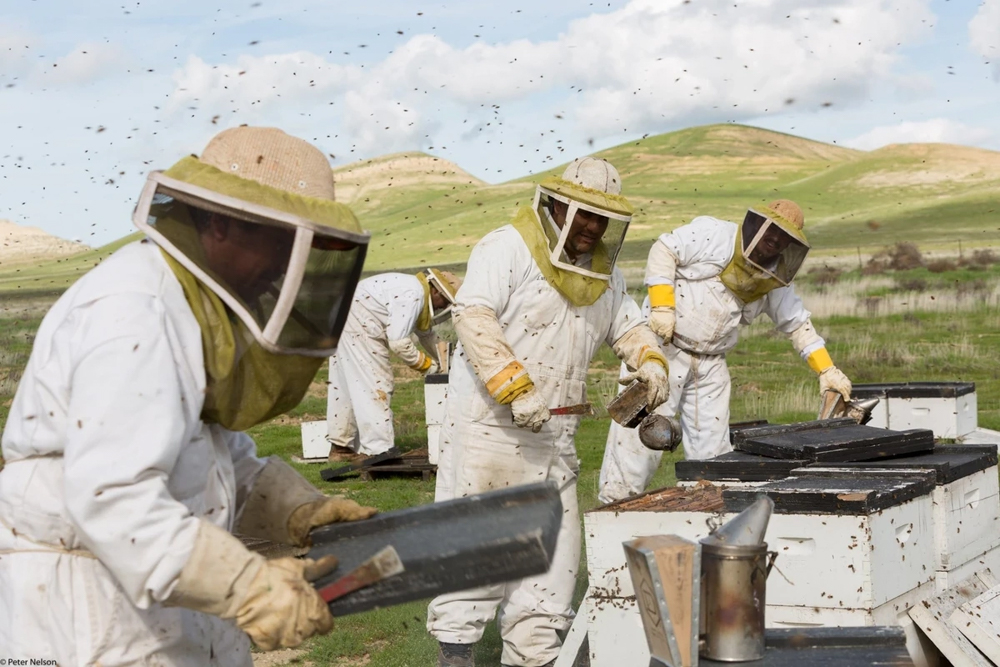 The Pollinators, Aug. 11