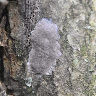 A spotted lanternfly egg mass