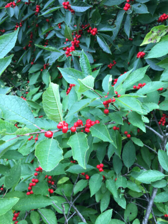 Winterberry bush