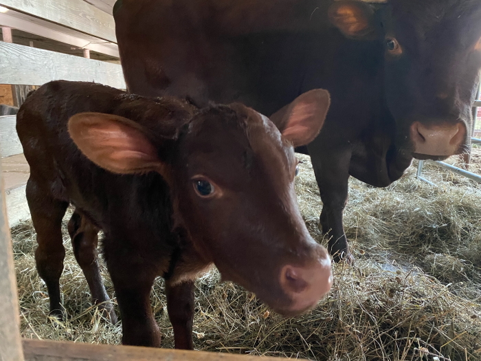 newborn calf