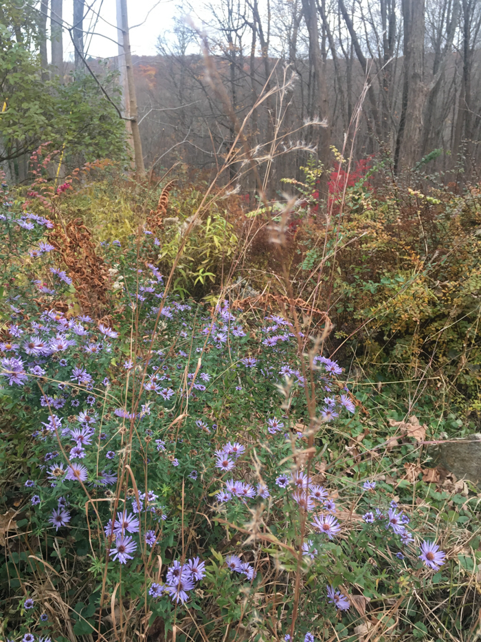 Little bluestem seed heads