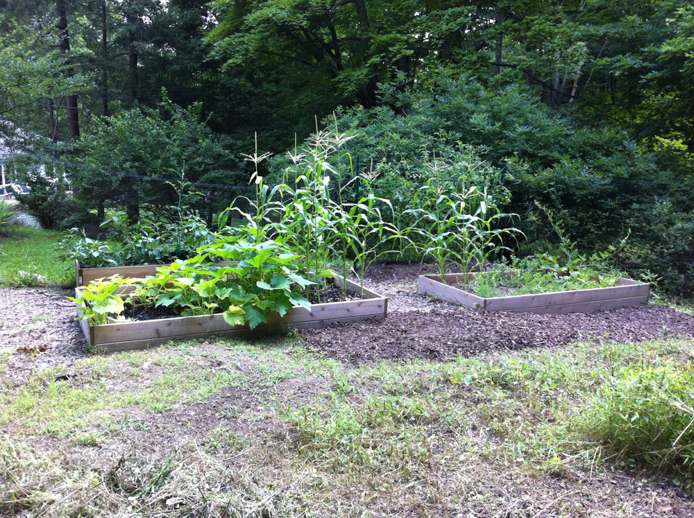 Vegetable garden