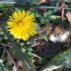 Dandelions blooming in December