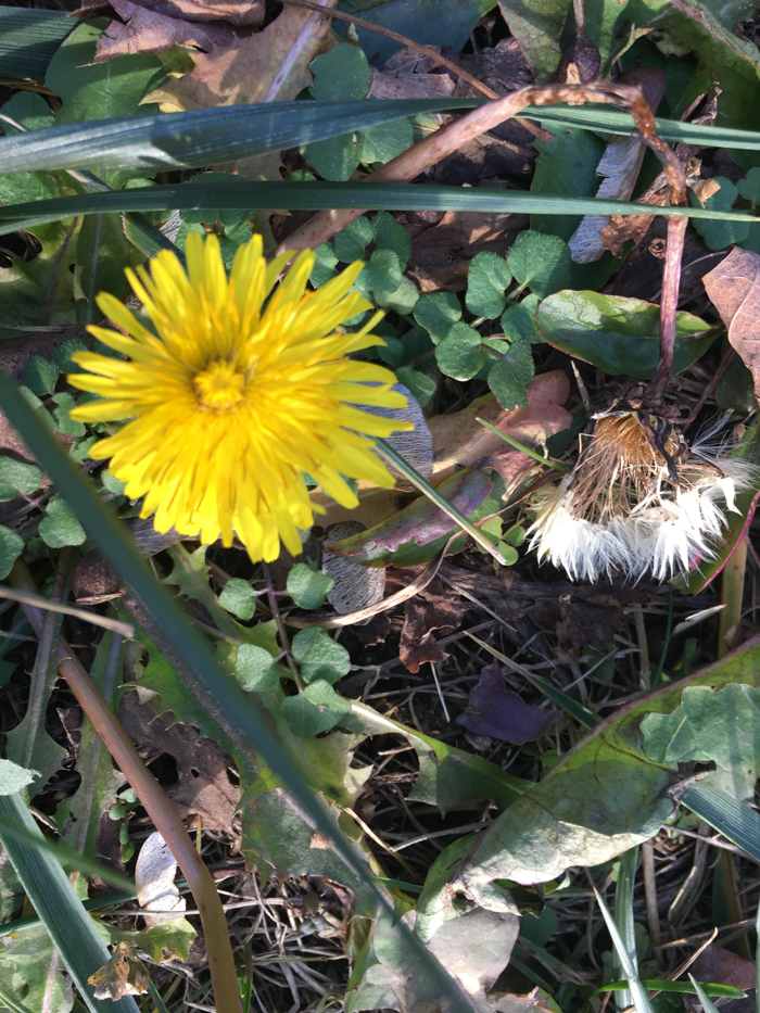 Dandelions blooming in December