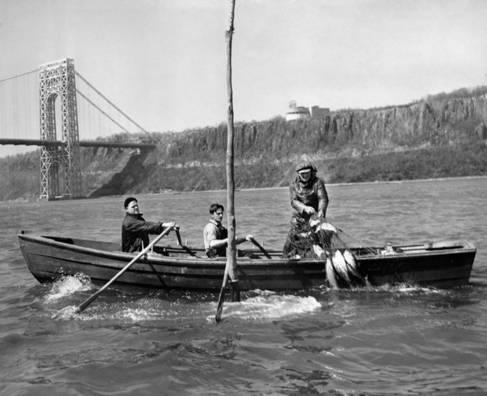 Harry Lyons fishes for shad on the Hudson River on April 18, 1947. “In my 45 years of shad fishing, this was the slowest season to get under way I’ve ever seen,” he told The New York Times. Viewing.NYS