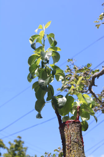 A new branch emerges from a fruiting pear grated to a Callery pear.