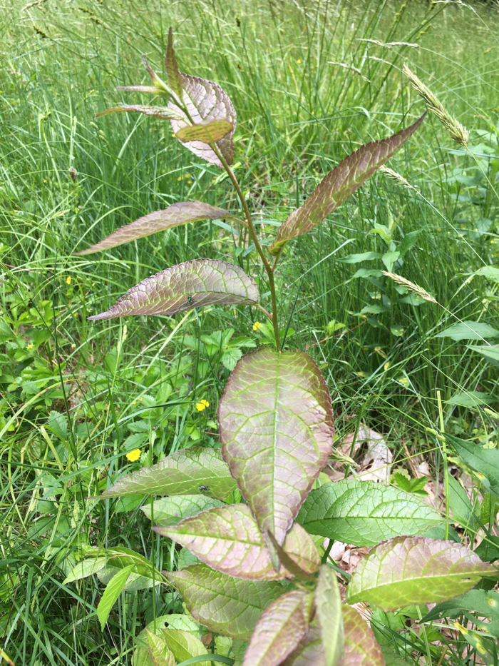 seedling winterberry bush