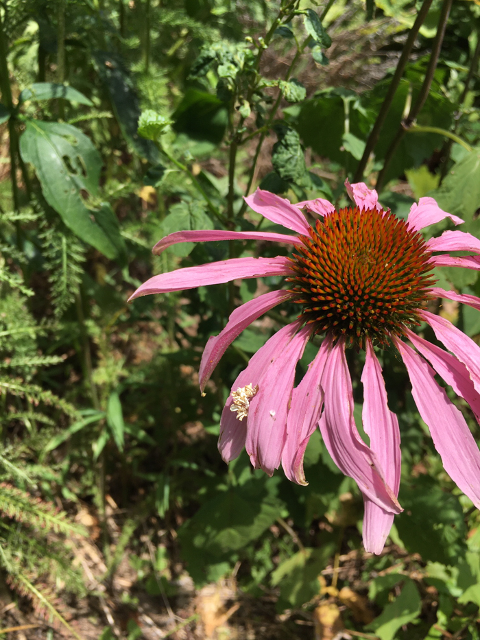 It took a few minutes of observation to realize the bit of fluff at center was moving. A Master Gardener helped identify it as a wavy lined emerald moth caterpillar feasting on the echinacea.